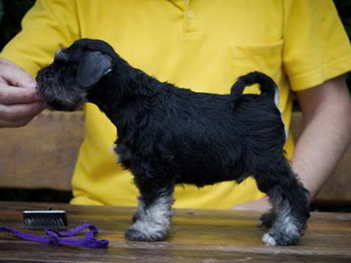 House Kazak PATULJASTI SNAUCER miniature schnauzer