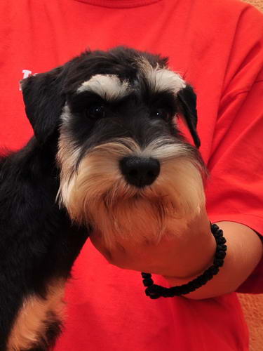 miniature schnauzer patuljasti snaucer