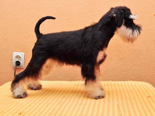 miniature schnauzer patuljasti snaucer