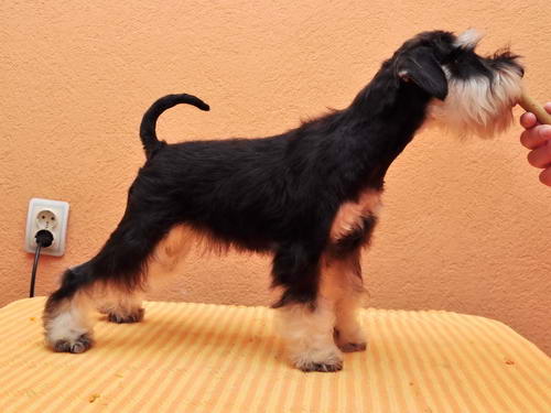 miniature schnauzer patuljasti snaucer