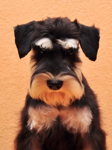 miniature schnauzer patuljasti snaucer