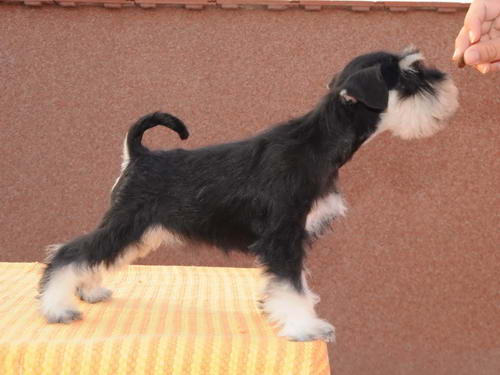 miniature schnauzer patuljasti snaucer