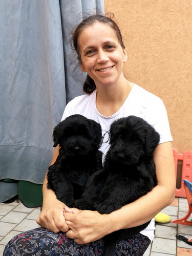 miniature schnauzer patuljasti snaucer