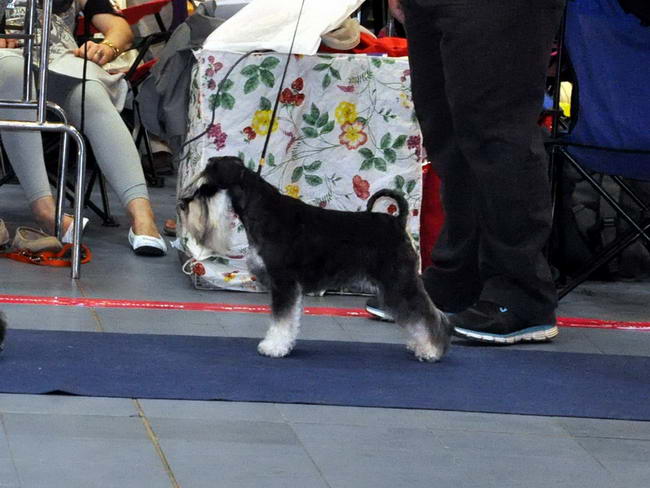 Miniature schnauzer / patuljasti snaucer