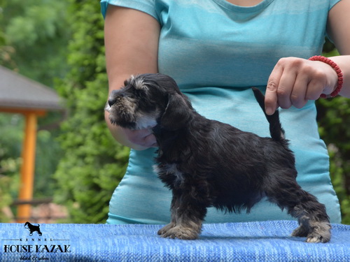 miniature schnauzer patuljasti snaucer