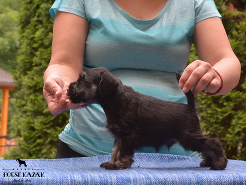 miniature schnauzer patuljasti snaucer