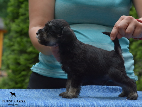miniature schnauzer patuljasti snaucer