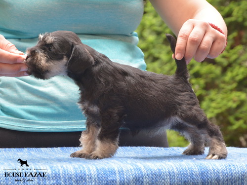 miniature schnauzer patuljasti snaucer