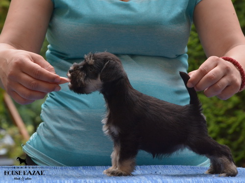 miniature schnauzer patuljasti snaucer