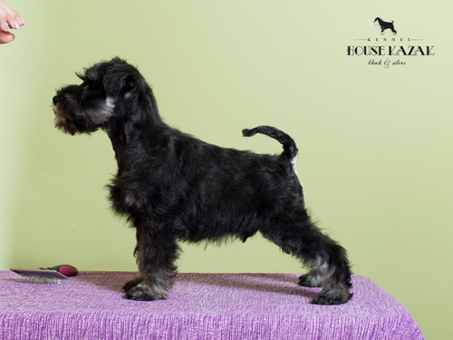 miniature schnauzer patuljasti snaucer