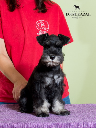 miniature schnauzer patuljasti snaucer