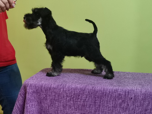 miniature schnauzer patuljasti snaucer