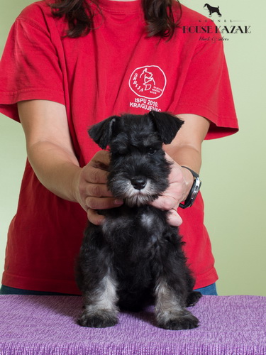 miniature schnauzer patuljasti snaucer