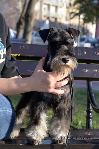 miniature schnauzer patuljasti snaucer