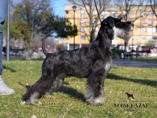 miniature schnauzer patuljasti snaucer