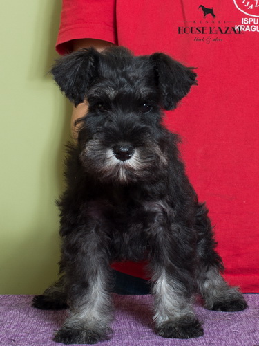 miniature schnauzer patuljasti snaucer