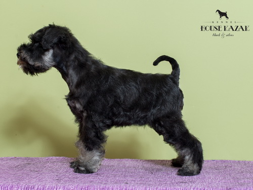 miniature schnauzer patuljasti snaucer