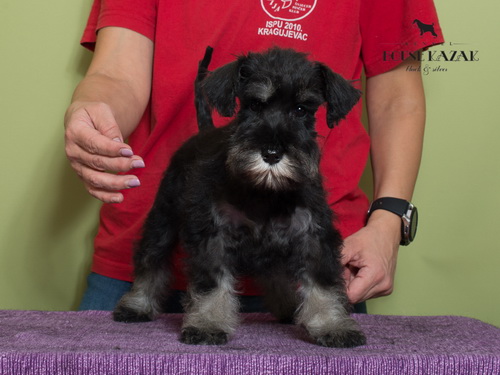 miniature schnauzer patuljasti snaucer