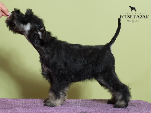miniature schnauzer patuljasti snaucer