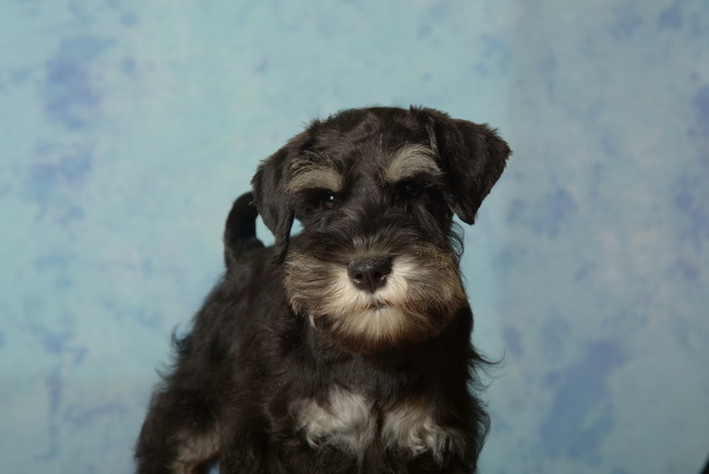 miniature schnauzer patuljasti snaucer