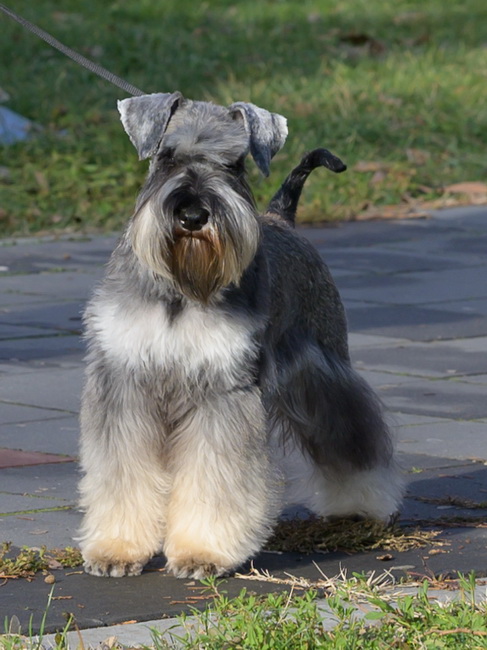 House Kazak Viva ( Repitition's Shogun & Heaven and Hell Helloween ) - junior class - V1, JCAC CAC, Junior Club Winner, JRBIS