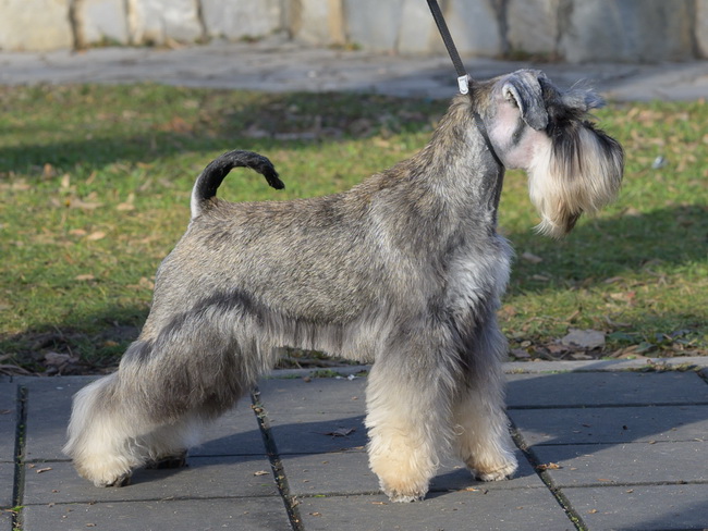 House Kazak Viva ( Repitition's Shogun & Heaven and Hell Helloween ) - junior class - V1, JCAC CAC, Junior Club Winner, JRBIS