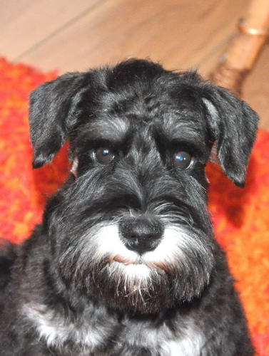 miniature schnauzer patuljasti snaucer