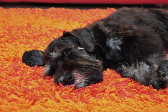 miniature schnauzer patuljasti snaucer