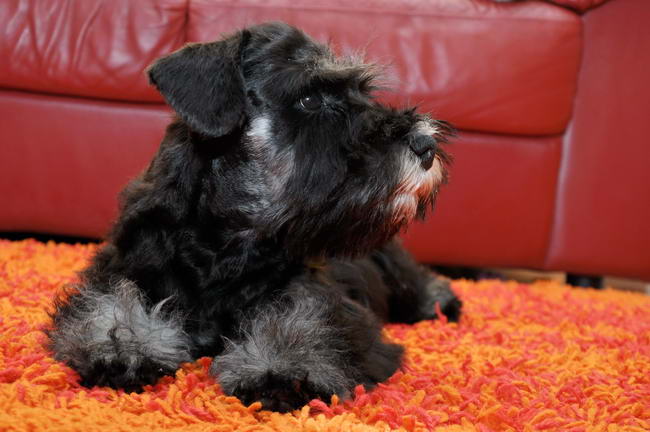 miniature schnauzer patuljasti snaucer