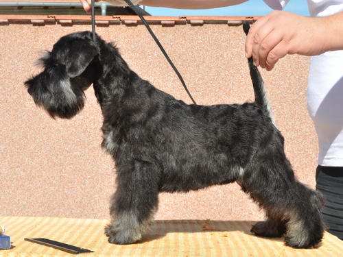 miniature schnauzer patuljasti snaucer