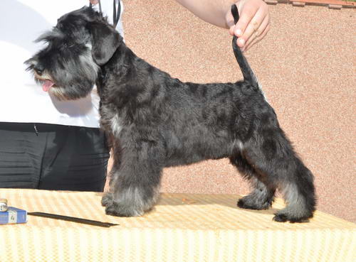 miniature schnauzer patuljasti snaucer