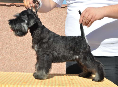 miniature schnauzer patuljasti snaucer