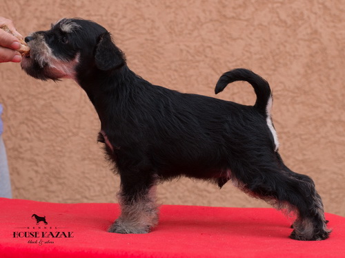 miniature schnauzer patuljasti snaucer
