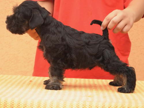miniature schnauzer patuljasti snaucer