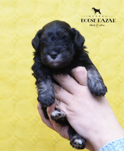 miniature schnauzer patuljasti snaucer