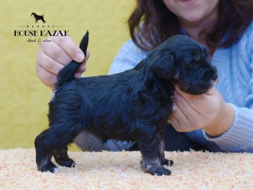 miniature schnauzer patuljasti snaucer