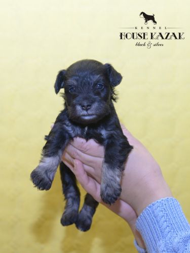 miniature schnauzer patuljasti snaucer