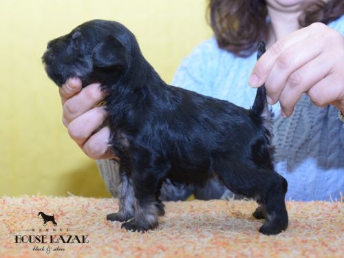 miniature schnauzer patuljasti snaucer