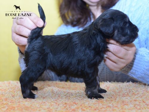 miniature schnauzer patuljasti snaucer