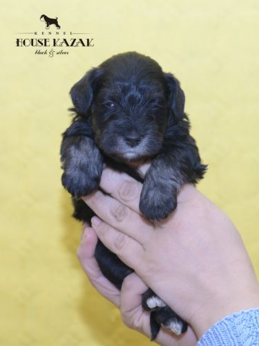 miniature schnauzer patuljasti snaucer