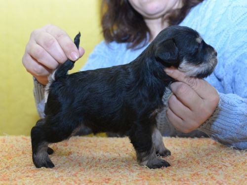 miniature schnauzer patuljasti snaucer