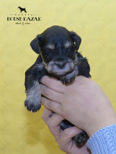 miniature schnauzer patuljasti snaucer