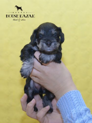 miniature schnauzer patuljasti snaucer