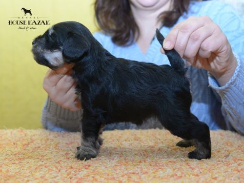 miniature schnauzer patuljasti snaucer