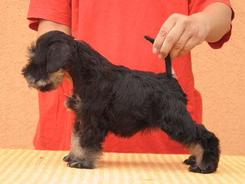 miniature schnauzer patuljasti snaucer