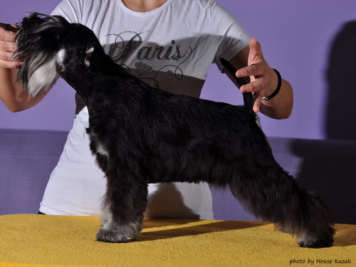 miniature schnauzer patuljasti snaucer