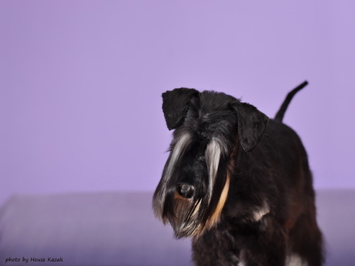 miniature schnauzer patuljasti snaucer