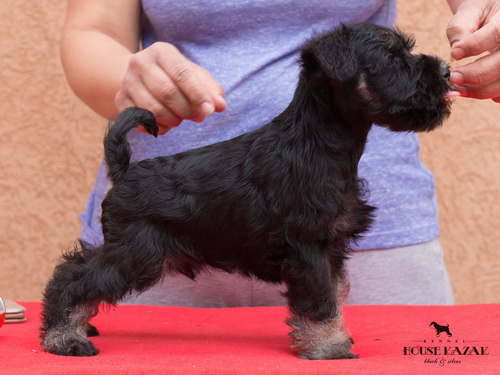 miniature schnauzer patuljasti snaucer