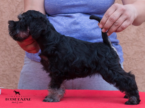 miniature schnauzer patuljasti snaucer