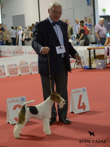 travella fox terriers